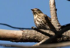 Anthus trivialis trivialis