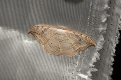 Drepana pallida nigromaculata