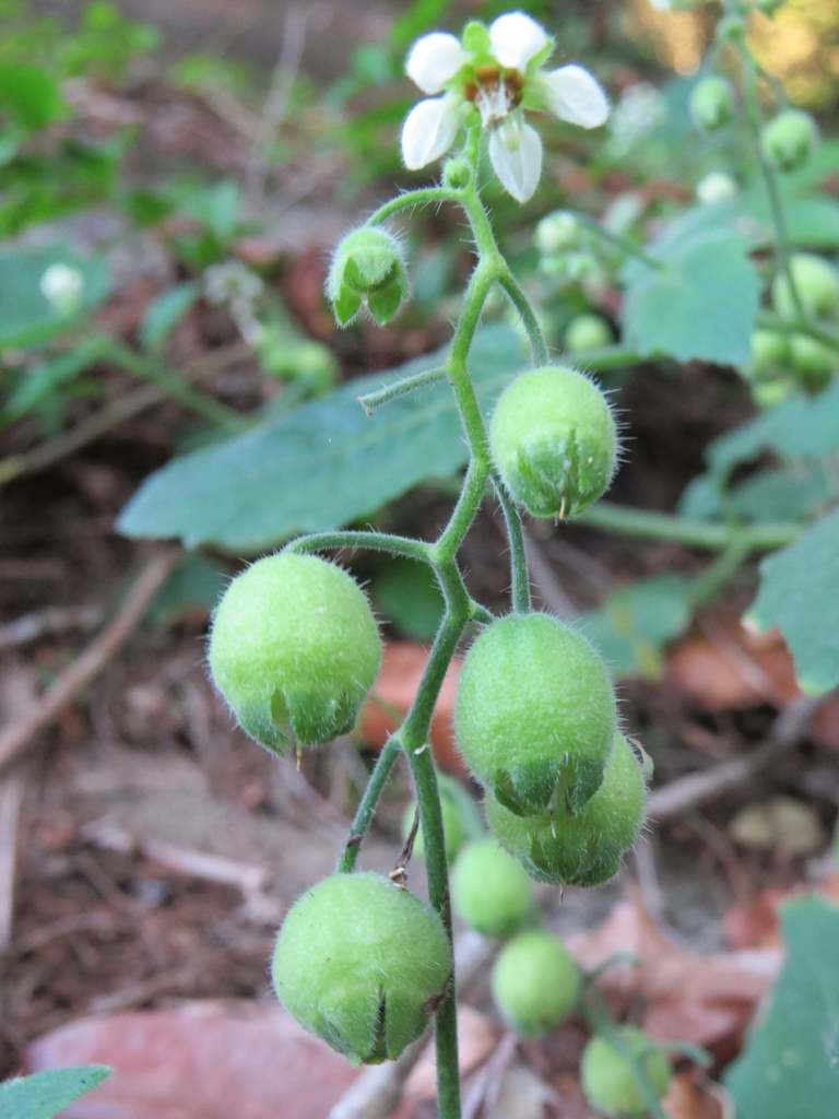 Aosa parviflora