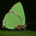 Mariposa Sedosa Verde Sureña - Photo (c) David Geale, algunos derechos reservados (CC BY-NC), subido por David Geale