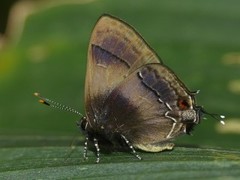 Lamprospilus orcidia