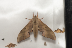 Marumba sperchius sperchius