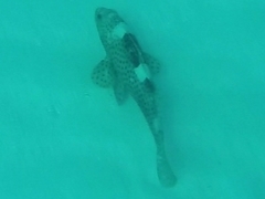 Epinephelus maculatus