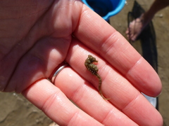 Hippocampus zosterae