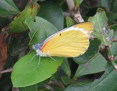 Belenois thysa thysa
