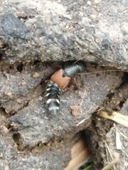 Platydracus stercorarius