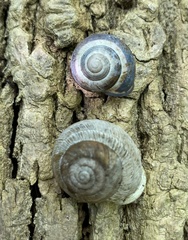 Webbhelix multilineata