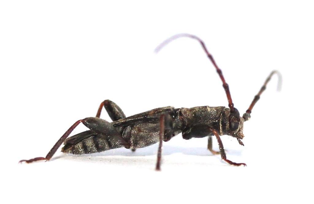 Afromolorchus