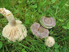 Lactarius mammosus