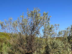 Aspalathus pedunculata