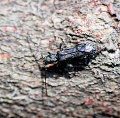 Afromolorchus capensis