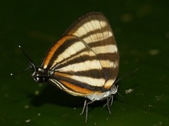 Arawacus separata