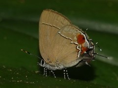 Arumecla aruma