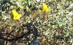 Aspalathus pedunculata