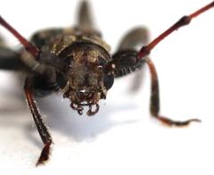 Afromolorchus capensis