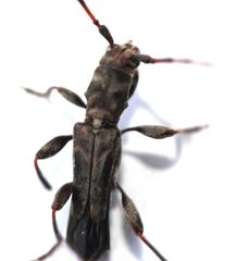 Afromolorchus capensis