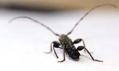 Afromolorchus capensis