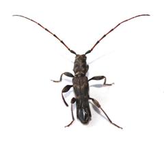 Afromolorchus capensis