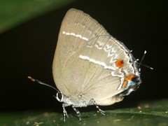 Strephonota strephon