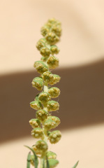 Ambrosia
