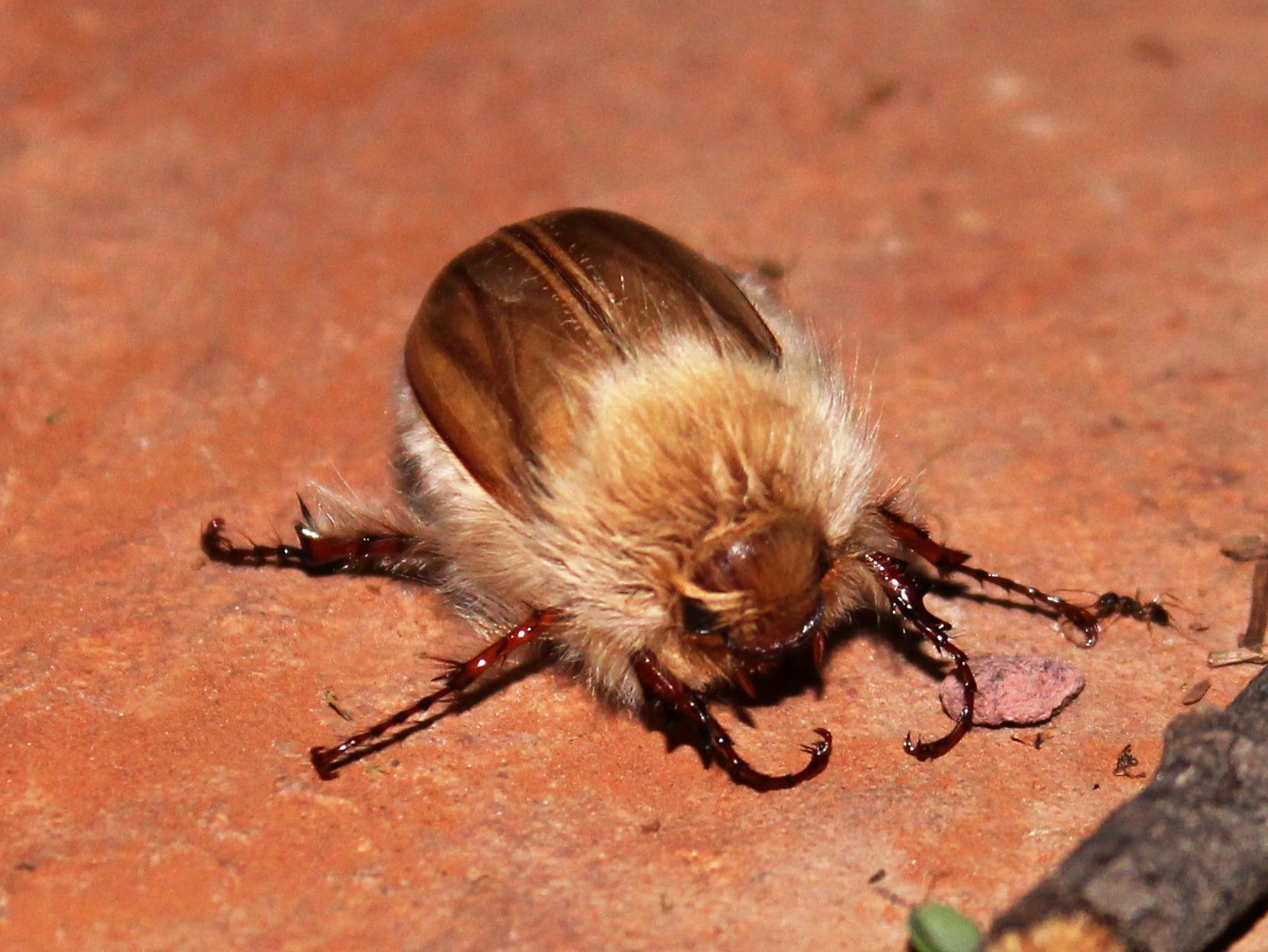 Sparrmannia flava · iNaturalist United Kingdom - saveratimes.com