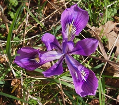 Iris tenax