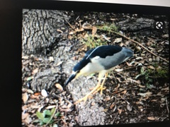 Nycticorax