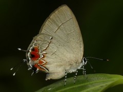Calycopis cerata