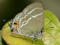 Cupathecla cupentus