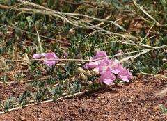 Dicerocaryum senecioides