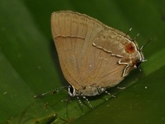 Lamprospilus orcidia