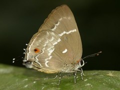 Michaelus phoenissa