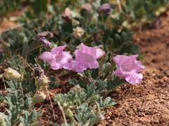 Dicerocaryum senecioides