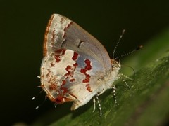 Ministrymon arthuri
