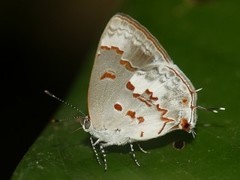 Ministrymon megacles