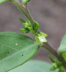 Polygala chinensis