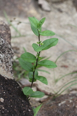 Polygala chinensis