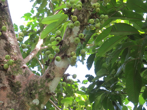 Ficus variegata iNat (3)