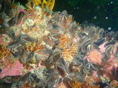 Pentacta doliolum