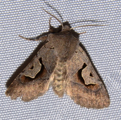Acerra normalis