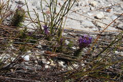 Merciera azurea