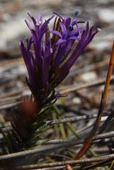 Merciera azurea