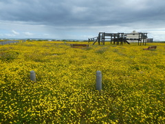 Senecio littoreus hispidulus