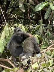 Cercopithecus mitis manyaraensis