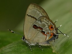 Calycopis centoripa
