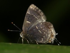 Ocaria ocrisia
