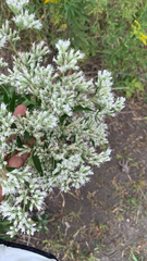 Eupatorium altissimum