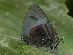 Denivia silma