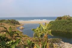 Hibiscus tiliaceus tiliaceus