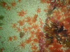 Thyone aurea